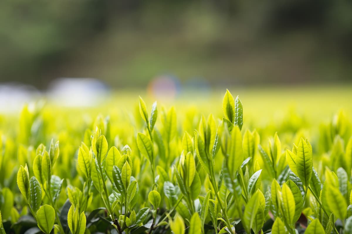 朝光に伸びる新芽