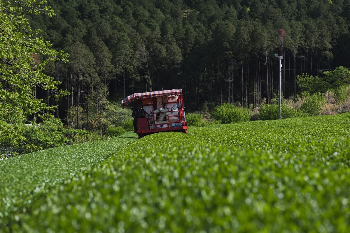 杉林を背に走る茶摘み機