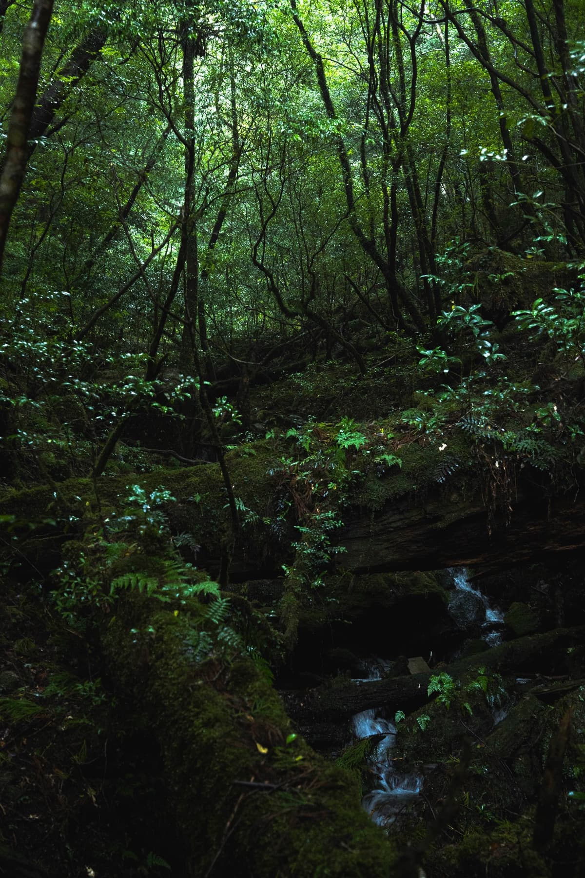 沢筋を覆う苔と岩