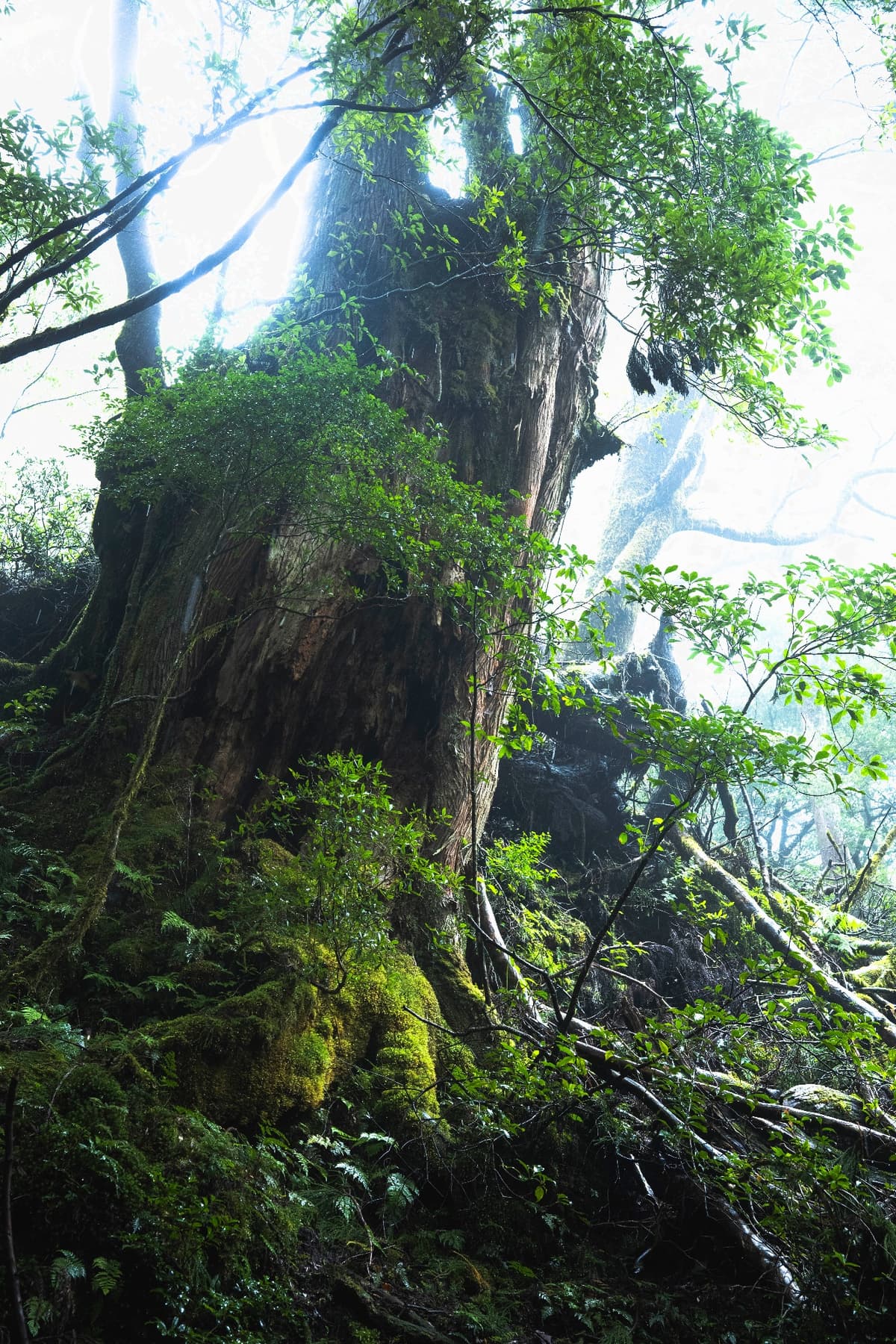 着生植物に覆われた幹