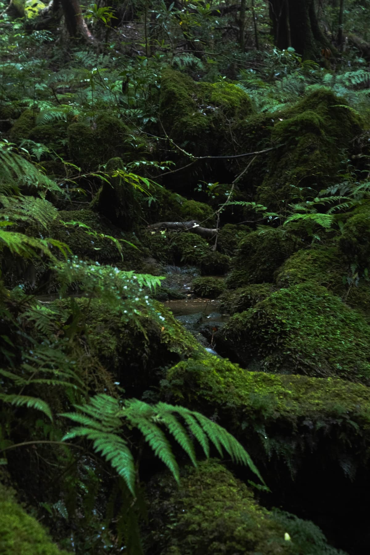 苔の岩間を抜ける水