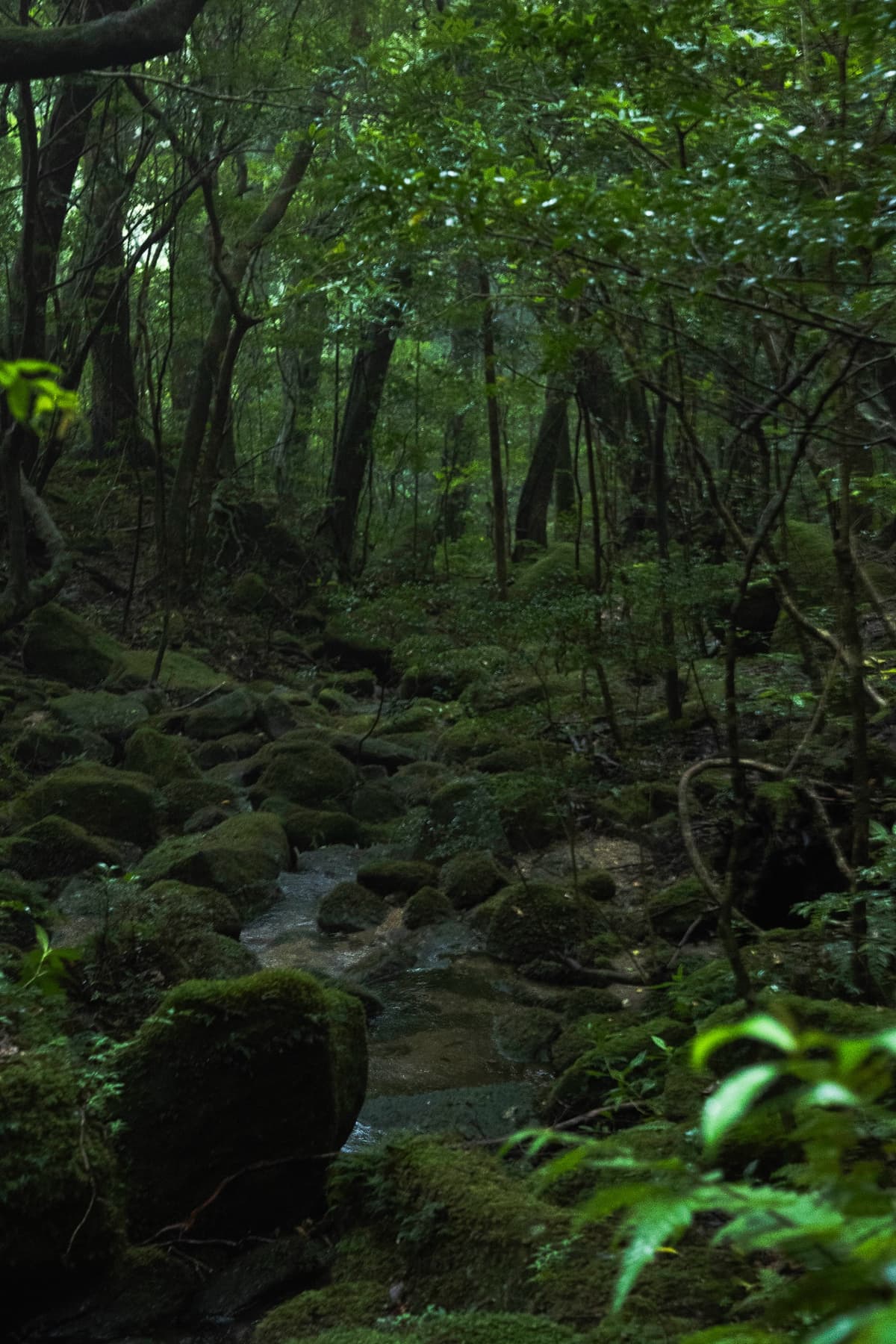 渓流を埋める岩苔