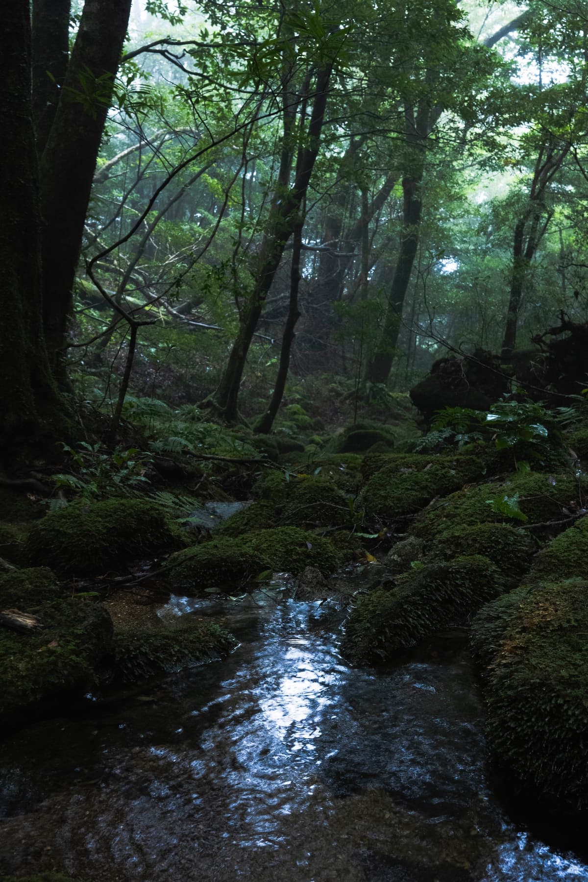 霧の渓流に差す光