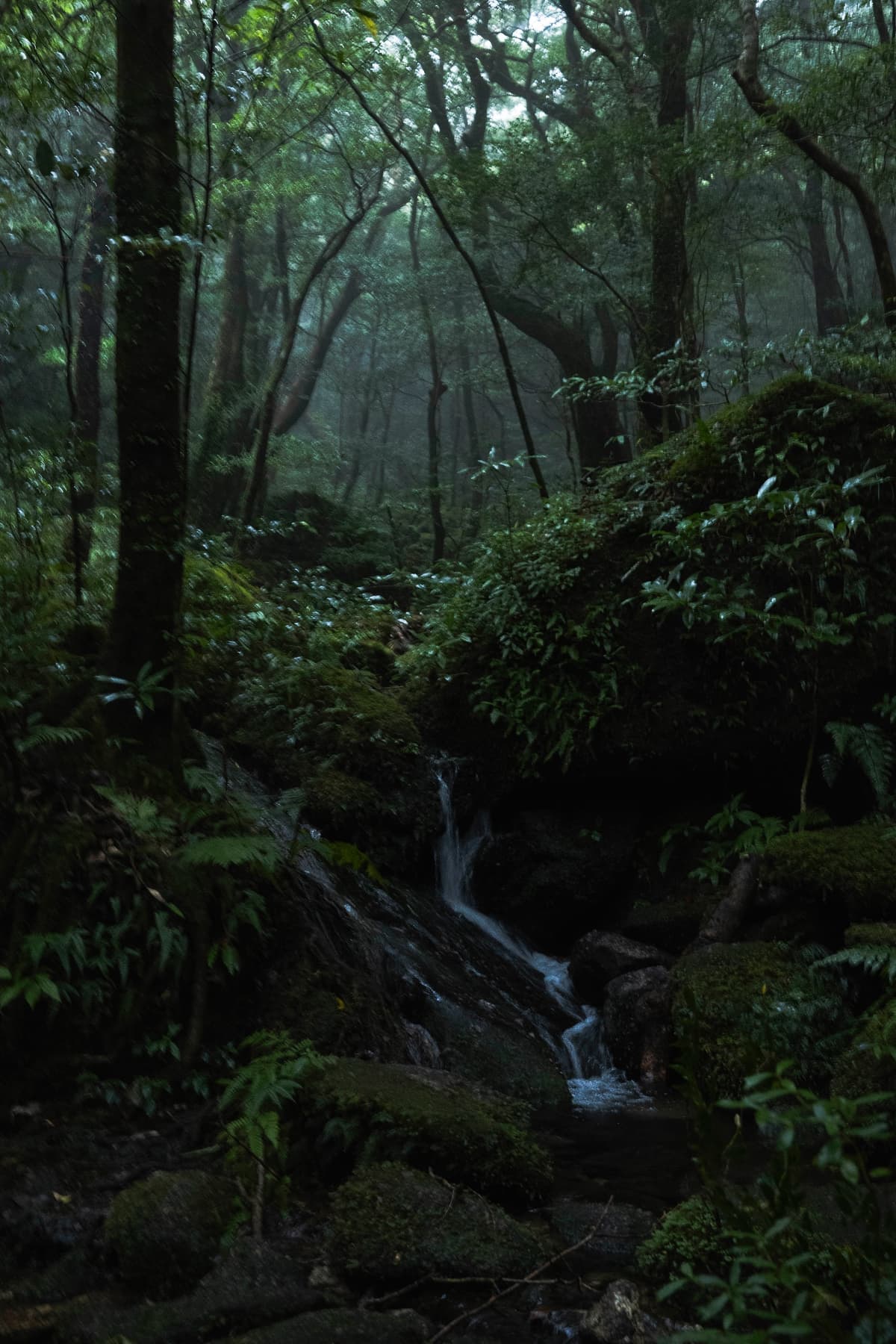 苔の岩を落ちる小滝