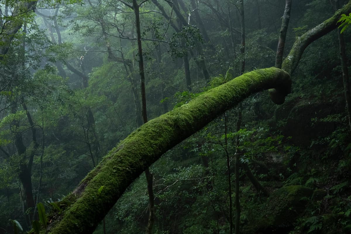 斜めに伸びる苔の幹