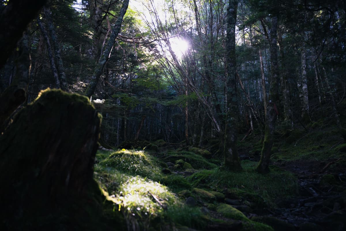 苔の切株と森の光条