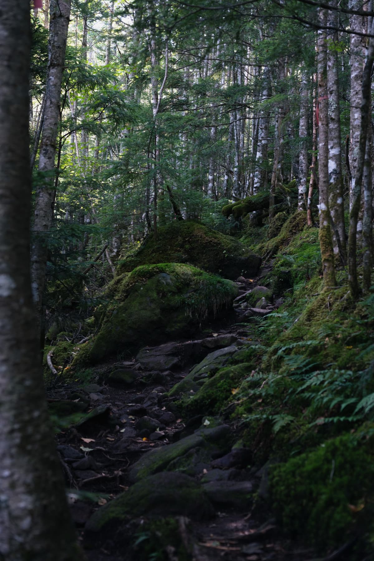 苔の巨岩と登山道