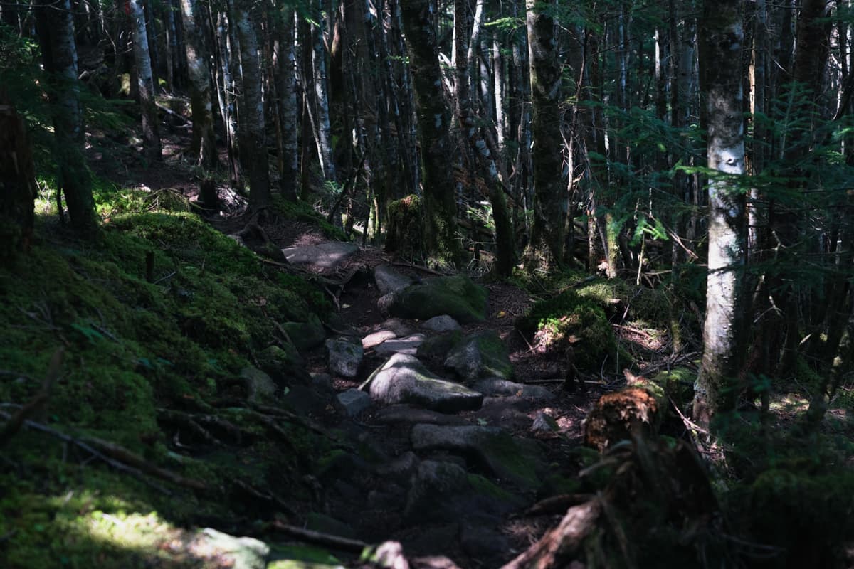 木漏れ日の下山道